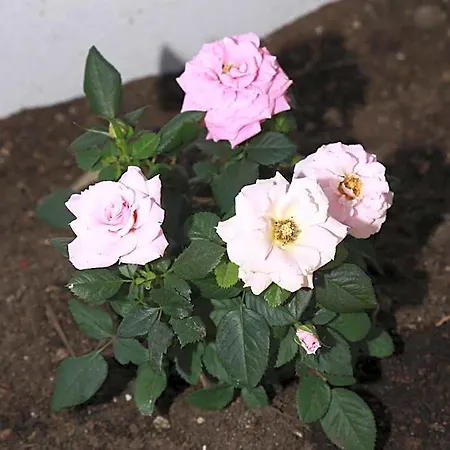 La La Rose Bed and breakfast 4*