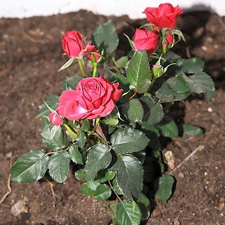La La Rose Bed and breakfast 4*