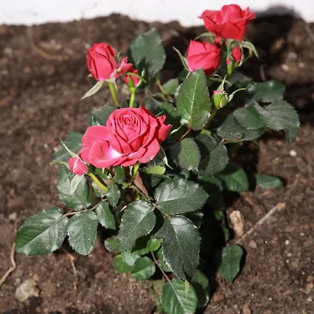 La La Rose 4* Piedimonte San Germano