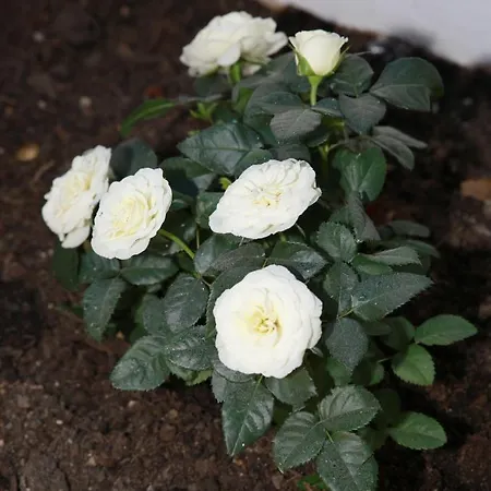 La La Rose 4*