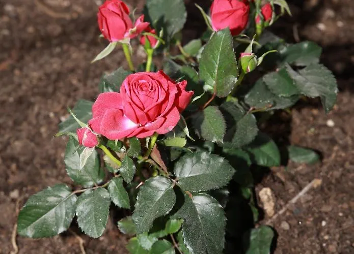 La La Rose 4* Piedimonte San Germano